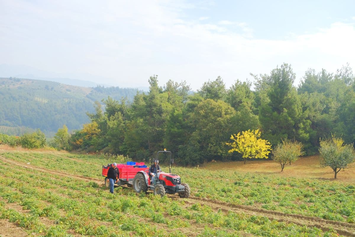 Hattat B3055 — fotoğraf 3